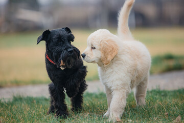 Happy Puppy golden retriever and miniature schnauzer playing on the lawn in spring