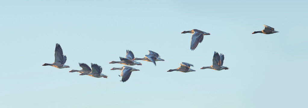 Flock of goose birds flying in a clear blue sky outdoors with copyspace. Common wild geese flapping wings while soaring in the air in formation from the side. Migrating waterfowl animals in flight