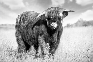 Highland cow tongue lick black and white