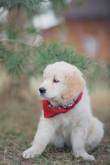 Happy golden retriever puppy sitting on the lawn in spring