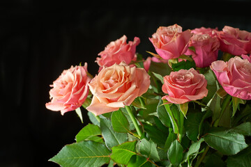 Pink roses growing against a black background with copyspace. Closeup of a beautiful bunch of fresh flowers with blossoming buds. Stems of lovely floral bouquet to gift for mothers day or valentines