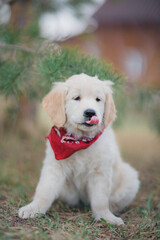 Happy golden retriever puppy sitting on the lawn in spring