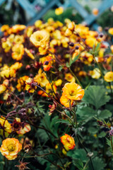 Yellow Geum flowers in garden or park, garden center. Ideas for gardening and planting in a new season. Vertical Floral background. Selective focus, copy space.