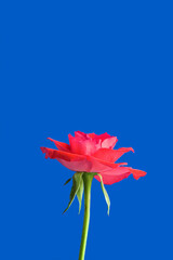 Closeup of a rose blossoming or blooming isolated in a blue sky background. One lush red plant or flowerhead outdoors with copy space in summer. Beautiful flower or flora with a green stem