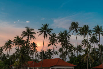 Fototapeta na wymiar Palm trees on the background of sunset