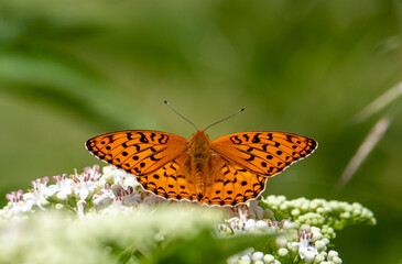 a close-up with an Issoria lathonia butterfly on a white flower