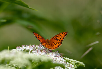 a close-up with an Issoria lathonia butterfly on a white flower