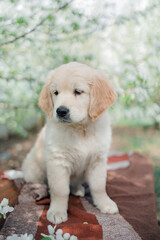 Golden retriever puppy in flowers