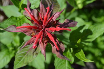 Monarda didyma in Belarus