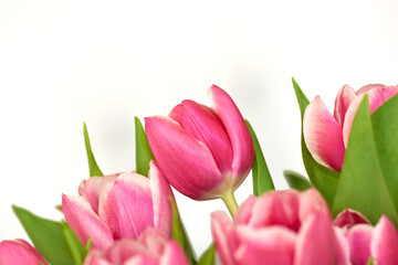 Closeup of a bunch of tulips isolated on white background. Bouquet of floral scented bright pink flowers with green leaves. Colorful vibrant flower plants for Mothers day, valentines or birthday gift