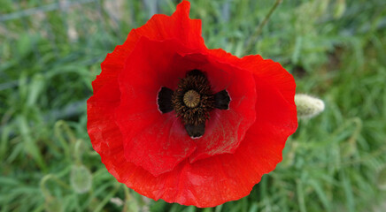 A red poppy in the grass. Other names of this plant are: Papaver rhoeas, common poppy, corn poppy, corn rose, field poppy, Flanders poppy,