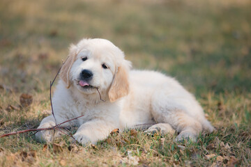 Happy golden retriever puppy sitting on the lawn in spring