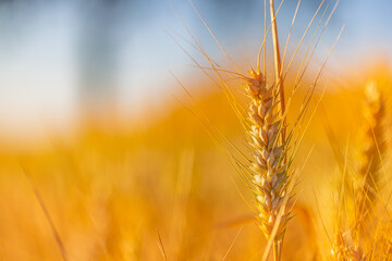 Wheat field sunset. Ears of golden wheat closeup. Rural scenery under shining sunlight. Close-up of ripe golden wheat, blurred golden Harvest time concept. Nature agriculture, sun rays bright farming 