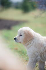Happy golden retriever puppy sitting on the lawn in spring