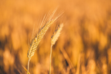 Fototapeta premium Wheat field sunset. Ears of golden wheat closeup. Rural scenery under shining sunlight. Close-up of ripe golden wheat, blurred golden Harvest time concept. Nature agriculture, sun rays bright farming 