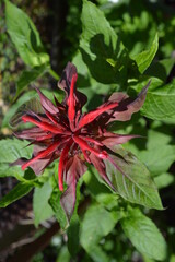 Monarda didyma in Belarus