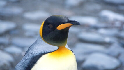 Fototapeta premium Close up of a King penguin (Aptenodytes patagonicus) at Gold Harbor, South Georgia Island