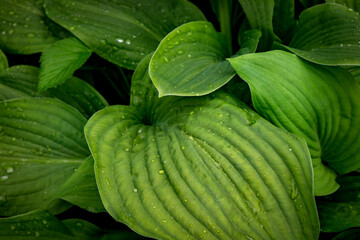 Obraz premium green background of hosta leaves. natural background.