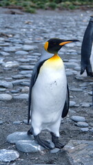 King penguin (Aptenodytes patagonicus) on the beach at Gold Harbor, South Georgia Island