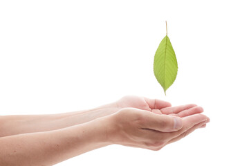 A male hand holds a leaf of cherry on a white background.
Concept of protection nature on planet.
