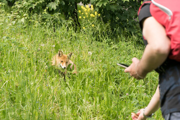 Wild fox in a public park. A man tries to feed a shy fox. Feeding and life of wild animals.