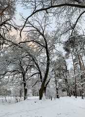 trees in winter