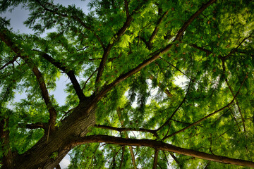 Northern hardwood