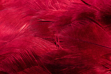 red hawk feathers with visible detail. background or texture