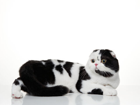 Black and white Scottish Shorthair cat on a white background. studio photos for advertising. Funny pet.
