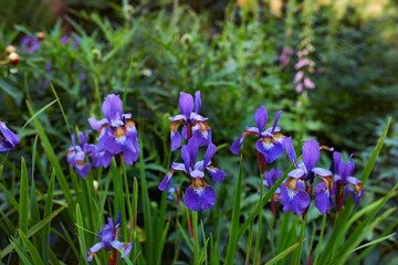 Purple iris flowers growing in a botanical garden outdoors during spring. Scenic landscape of plants with vibrant colourful petals blossoming in nature. Scenic landscape of beautiful blooms in nature