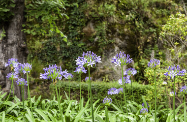 Blue lilies in nature
