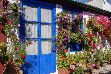 Fototapeta na wymiar Blue door and windows in a patio with flowers in spring, Cordoba, Spain