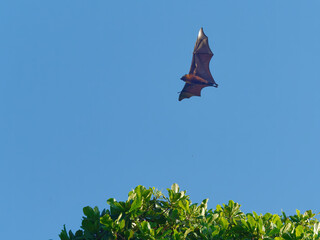 Seychelles fruit bat or Seychelles flying fox (Pteropus seychellensis) flying above the tree