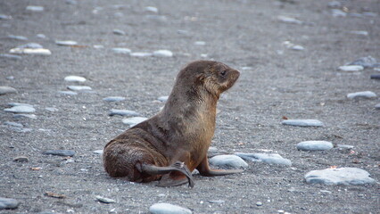 Antarctic fur seal (Arctocephalus gazella) on the beach at Gold Harbor, South Georgia Island