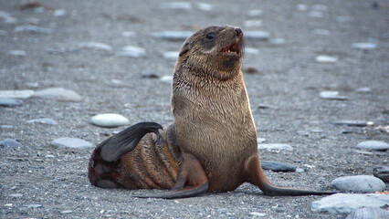 Antarctic fur seal (Arctocephalus gazella) on the beach at Gold Harbor, South Georgia Island