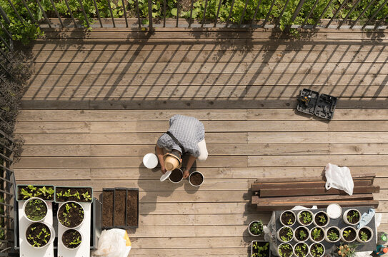 Home garden in the backyard. Growing plants at home on the terrace. Hobby, occupation, design concept.