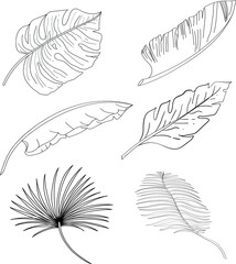 Hand drawing Summer tropical plants collection. 
Big leaves vector design. Summer vibe illustration.
Rainforest trees.