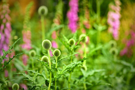 Green Globe Thistle flowers blossoming in a park in nature. Echinops growing and blooming in a field in summer. Beautiful stalwart perennials budding in a garden. Wild plants growing in a meadow