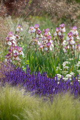 Naklejka premium Salvia Rosmarinus, Sissinghurst Blue flowers in full bloom. Photographed at The Bridgewater garden, Salford, Greater Manchester UK.