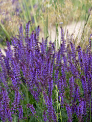 Obraz premium Salvia Rosmarinus, Sissinghurst Blue flowers in full bloom. Photographed at The Bridgewater garden, Salford, Greater Manchester UK.