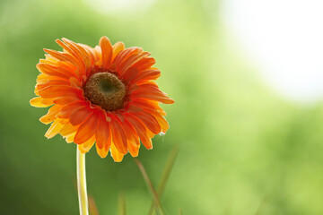 Closeup of one orange chrysanthemum flower. Spring plant or flowerhead against a blurred green nature background. Detail of a blooming or blossoming daisy. A lush flower during spring or summer