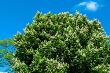 Blühender Kastanienbaum