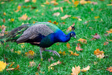 The Indian peafowl or blue peafowl, Pavo cristatus is a large and brightly coloured bird. Is a...