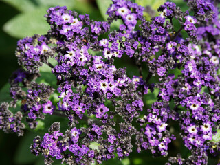 Fototapeta premium Heliotropium arborescens - Heliotrope bleu de jardin ou solstice, plante vivace à petites inflorescences bleue foncé et blanc au dessus d'un feuillage lancéolé, ridé, vert foncé brillant 