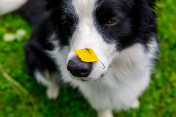 Outdoor portrait of cute funny puppy dog border collie with yellow fall leaf on nose sitting in autumn park. Dog sniffing autumn leaves on walk. Close Up, selective focus. Funny pet concept