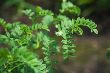 ひよこ豆の白い花