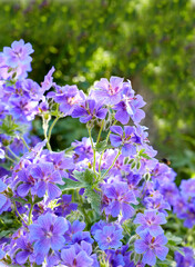 Meadow geranium flowers in a green forest in summer. Purple plants growing in a lush botanical garden in spring. Beautiful violet flowering plants budding in its natural environment in the summertime