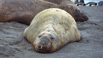 Southern elephant seal (Mirounga leonina) with snot on its nose at Gold Harbor, South Georgia Island