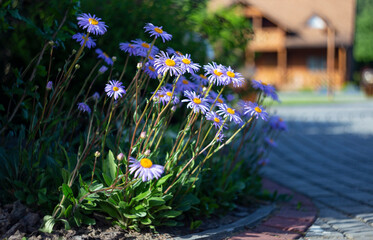 Alpine aster blooms in flowerbeds, an example in the landscaping of estates and gardens. Aster...
