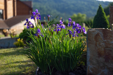Blue iris flowers in the garden as an example of use in landscaping.
Blooming irises in the garden....